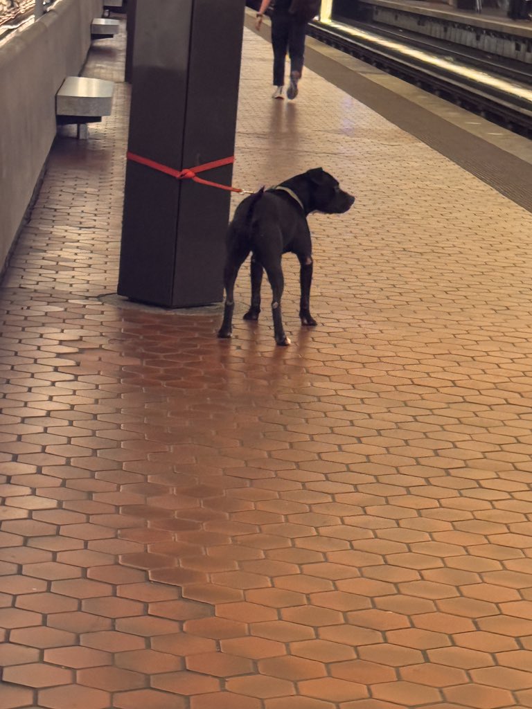 Doda_Day's tweet photo. Can’t make this stuff up…somebody left this dog tied up on the platform 🤦🏾‍♂️  only on #wmata @WashProbs https://t.co/uxl77bmipF
