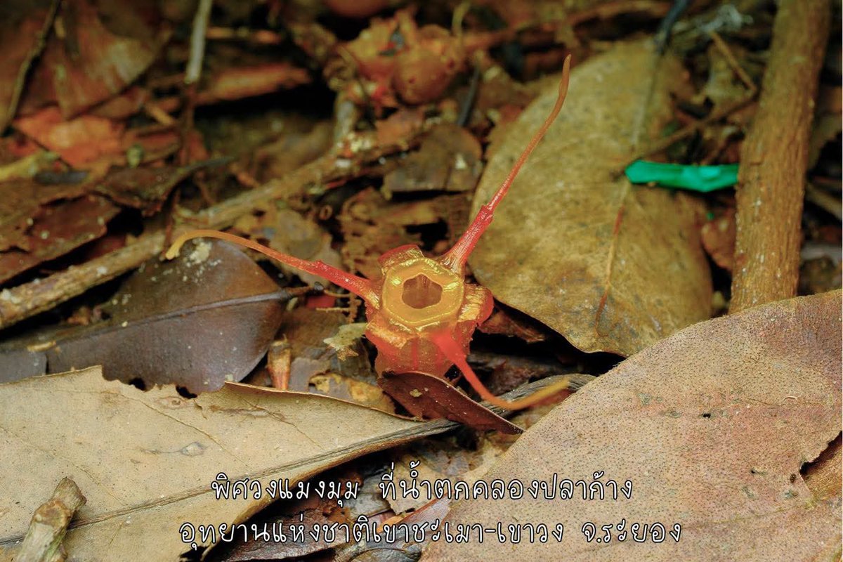 pr_prdnp's tweet photo. 🕷️ รับหน้าฝน! ชวนส่อง "พิศวงแมงมุม" พืชกินซากไซส์จิ๋วสุดแรร์ 1 ปีมีให้ชมแค่ พ.ค.-ส.ค. โผล่แล้วที่คลองปลาก้าง อุทยานฯ เขาชะเมา-เขาวง จ.ระยอง 🌧️
​📸 ใครไปแวะถ่ายรูป ระวังน้องด้วยน้า น้องบอบบางมาก ❌ห้ามเหยียบ ห้ามจับ ห้ามเด็ด! ช่วยกันอนุรักษ์ไว้นะครับ 🥰
​#พิศวงแมงมุม #ระยอง https://t.co/xaeEempptS