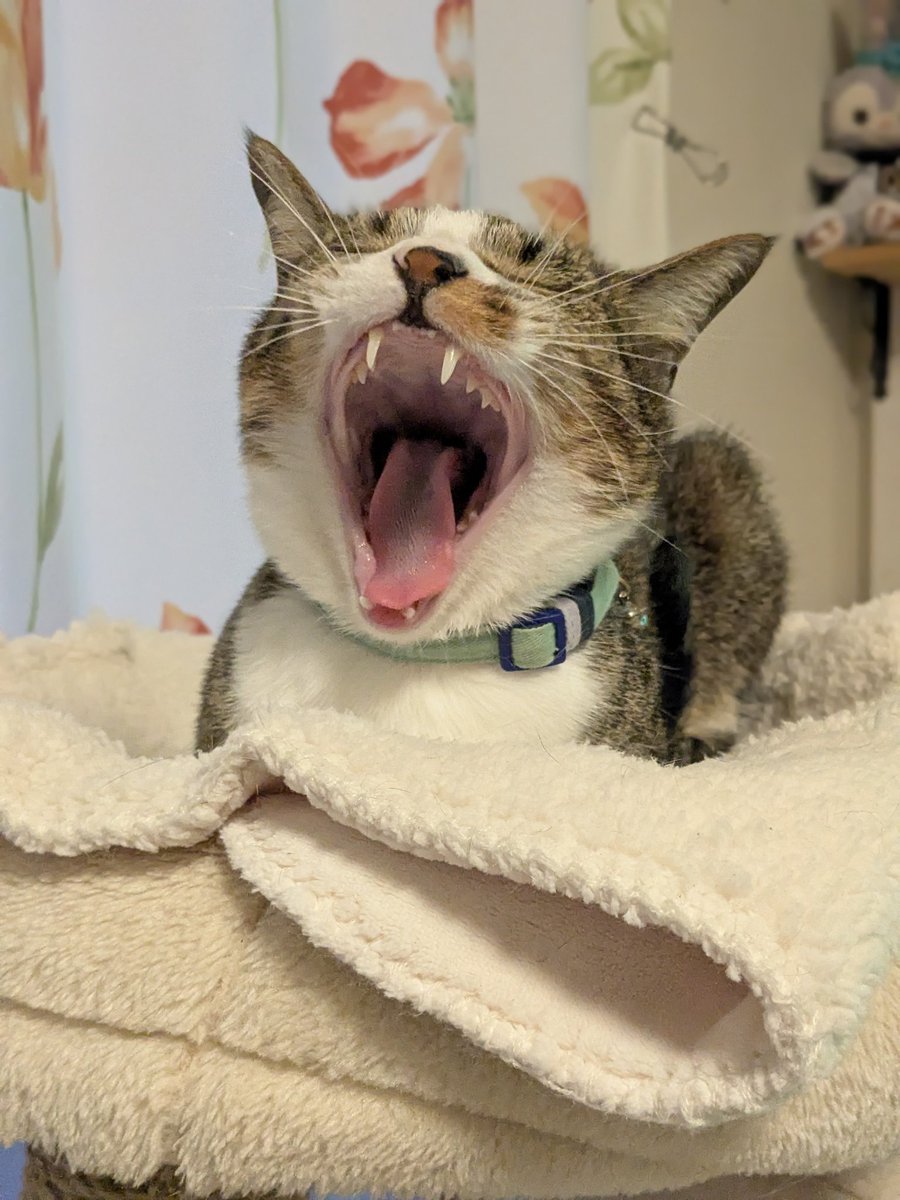 teto020328's tweet photo. みんな夜更かしして、僕眠たい、、、 https://t.co/gtUuQEm3Wx