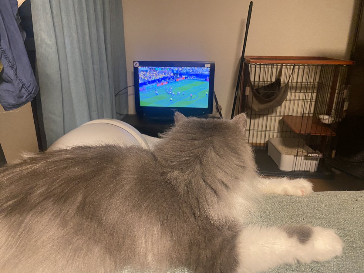 komumeru2025's tweet photo. 猫だってサッカーが気になります⚽️ https://t.co/3gzvdrjBLZ