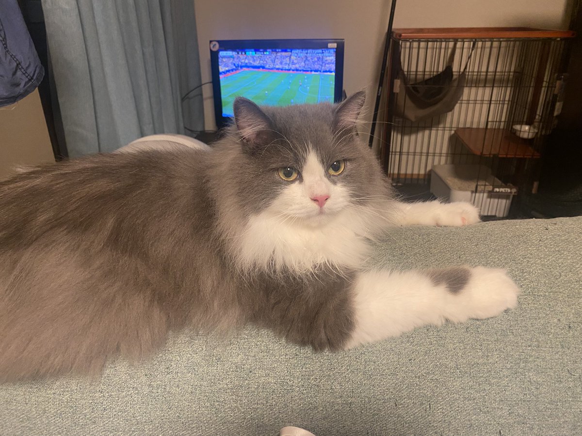 komumeru2025's tweet photo. 猫だってサッカーが気になります⚽️ https://t.co/3gzvdrjBLZ