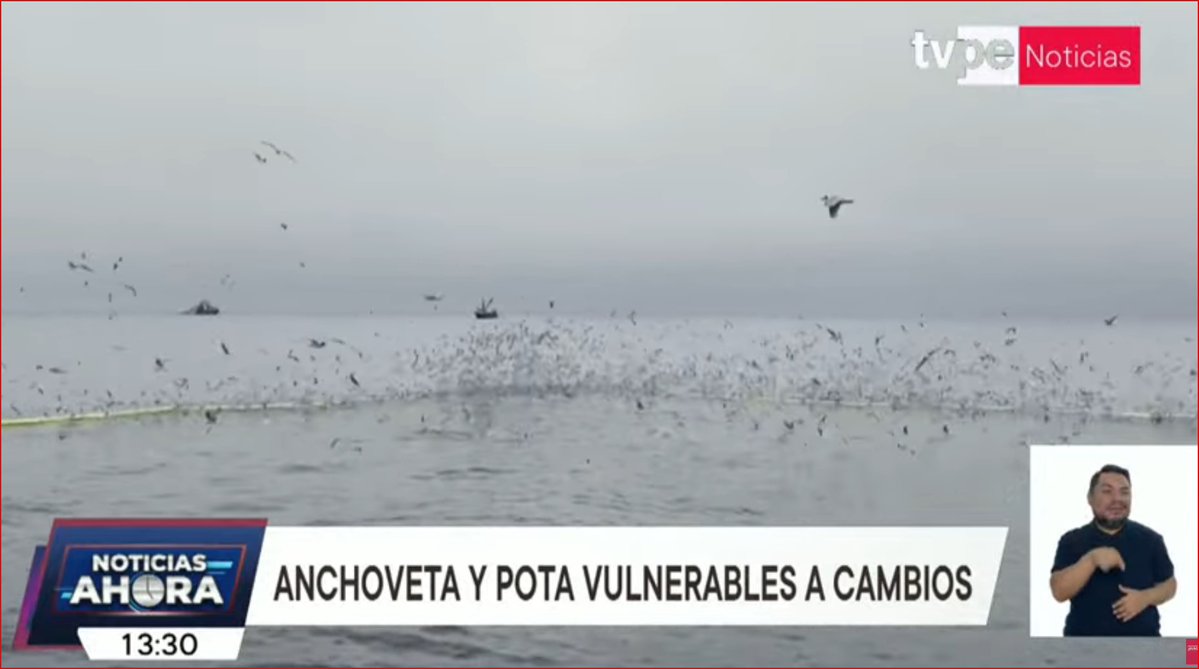 juancprado's tweet photo. NIÑO COSTERO. Nuevos peces llegarán a la mesa nacional en los próximos meses debido al aumento de temperatura del mar por efecto del niño costero, que se prolongará hasta el verano del 2027 . https://t.co/UzwyWk9S6N