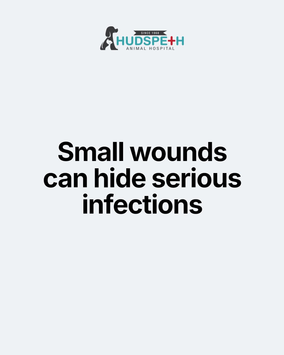 HudspethHosp's tweet photo. A small cut, puncture, or bite on your pet may look harmless, but it can lead to serious infections. Watch for swelling, redness, or discharge. Keep the area clean and contact us right away if you notice changes. Your pet's health is our priority. Reach out anytime. https://t.co/lXmdhJ8CmS