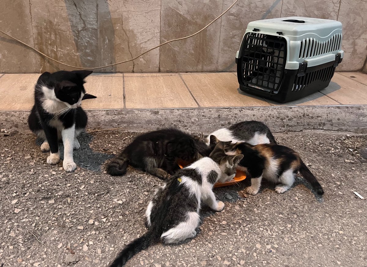 LeoYuvaAriyor's tweet photo. Anne kedim, yavrular, dişsizim ve az ilerilerinde ayrı beslediğim hamile kediler ve eve, gönüllü buldum masrafları ile o ilgilenecek yalanı ile aldığım her şeyi ile ilgilendiğim Leo’m… ne mentalim kaldı ne de cebimde kuruşum. Yalvarırım birileri en azından YUVA olsun. Ne olur🙏 https://t.co/tW8aP3XsvZ
