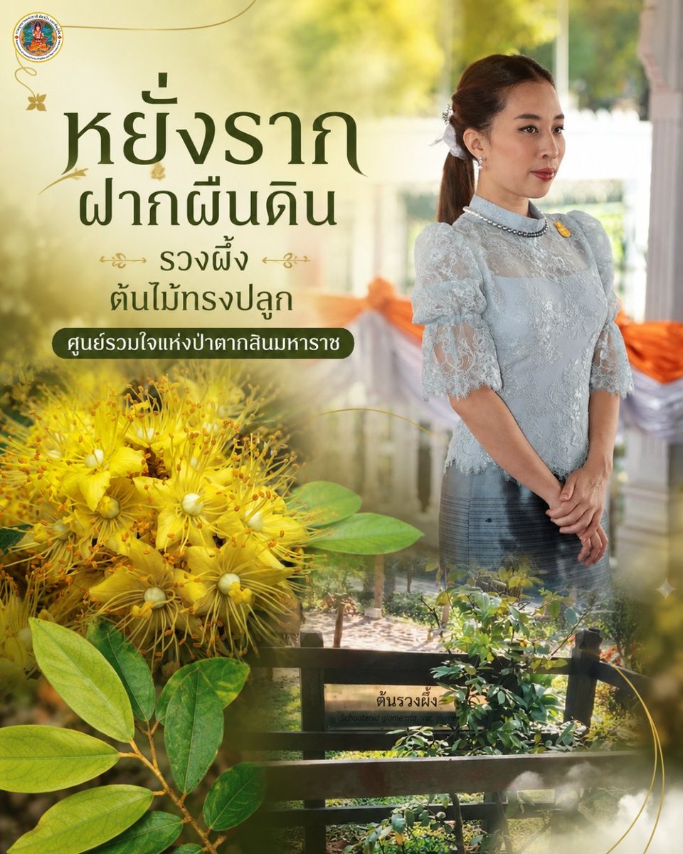 pr_prdnp's tweet photo. 💛 หยั่งรากฝากผืนดิน "รวงผึ้ง" ต้นไม้ทรงปลูก ศูนย์รวมใจแห่งป่าตากสินมหาราช 15 ธ.ค. 62 สมเด็จพระเจ้าลูกเธอ เจ้าฟ้าพัชรกิติยาภาฯ ทรงปลูก ณ อุทยานฯ ตากสินมหาราช จ.ตาก ประทานกำลังใจแก่ผู้พิทักษ์ป่า และเป็นเครื่องเตือนใจให้ชาวไทยร่วมดูแลรักษาผืนป่าสืบไป 🌳
​#รวงผึ้ง #ตาก https://t.co/CAQyiZKK2a