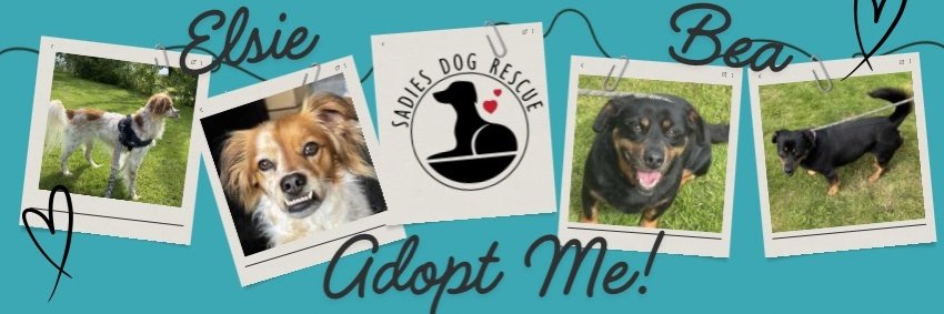 SadiesDogRescue's tweet photo. Bea &amp; Elsie are still waiting for UK 🇬🇧 homes. 🏡

They are currently based in kennels in Ellesmere, Shropshire.

Please see our main page for more details...

Please share them for #k9hour 🙏🥰 https://t.co/zTL2FxWYes