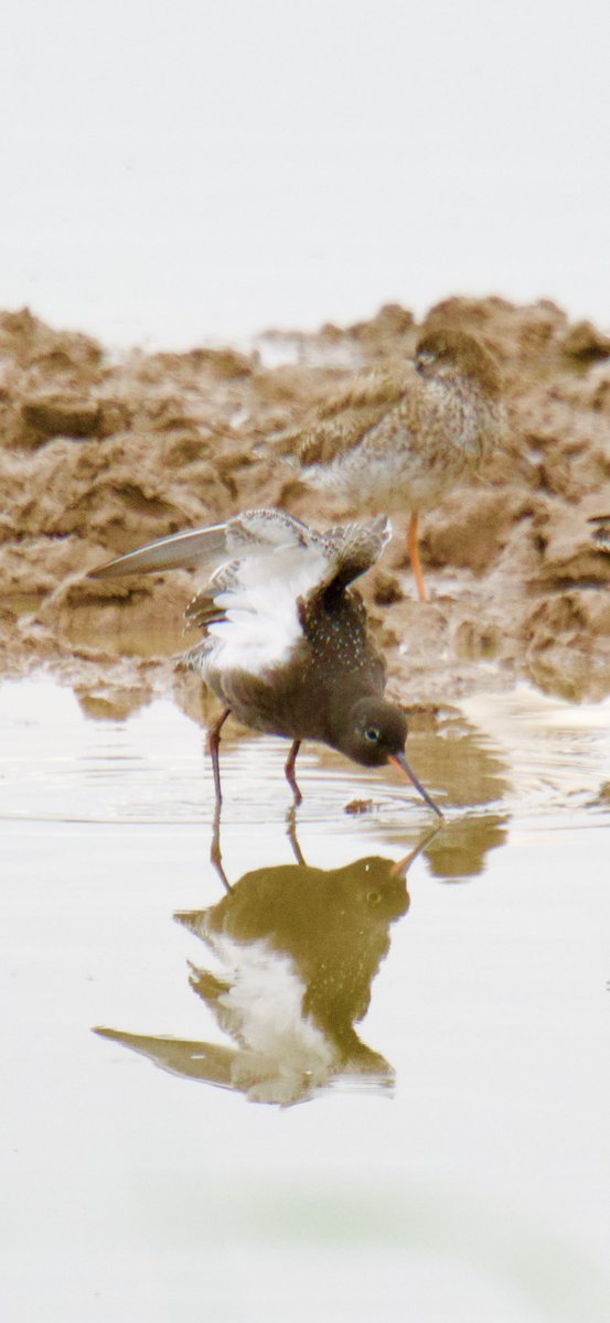 TimTim292's tweet photo. Spotted Redshank and Spoonbill Bowling Green marsh Devon @SEDwildlife @BirdGuides @BirdTrack @GWLT2015 @LoveTopsham @wildlife_devon @DevonWildlife @Waderworld1 @waderquest #Spoonbill #SpottedRedshank #BirdsSeenIn2026 https://t.co/Abn8M0Ifn5