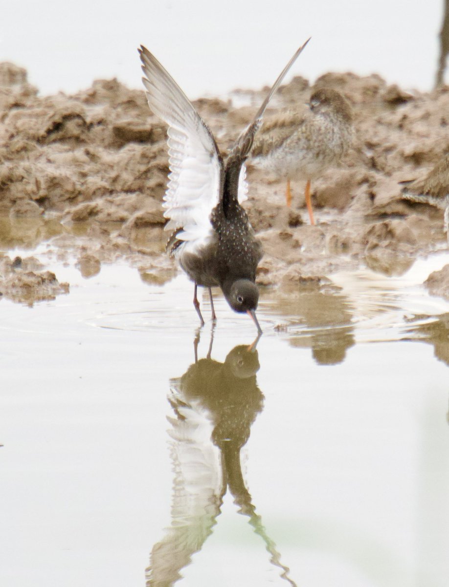 TimTim292's tweet photo. Spotted Redshank and Spoonbill Bowling Green marsh Devon @SEDwildlife @BirdGuides @BirdTrack @GWLT2015 @LoveTopsham @wildlife_devon @DevonWildlife @Waderworld1 @waderquest #Spoonbill #SpottedRedshank #BirdsSeenIn2026 https://t.co/Abn8M0Ifn5