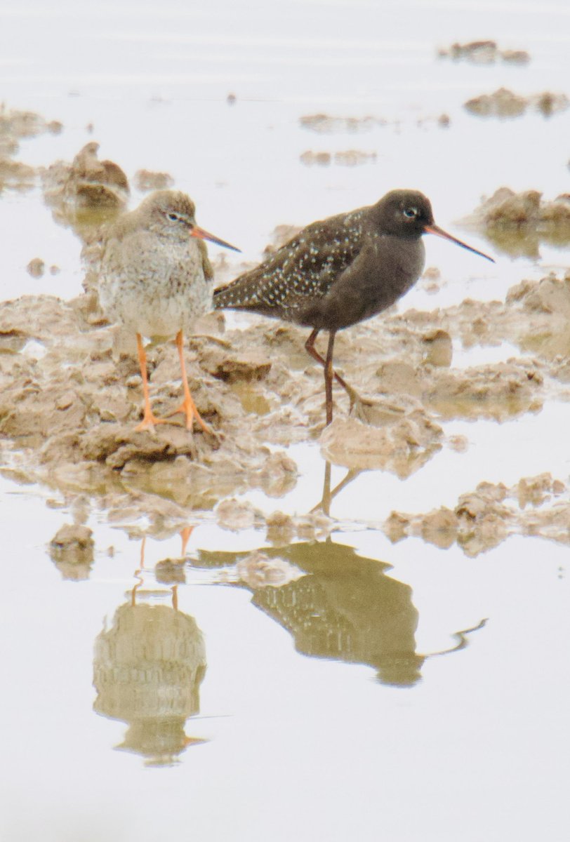 TimTim292's tweet photo. Spotted Redshank and Spoonbill Bowling Green marsh Devon @SEDwildlife @BirdGuides @BirdTrack @GWLT2015 @LoveTopsham @wildlife_devon @DevonWildlife @Waderworld1 @waderquest #Spoonbill #SpottedRedshank #BirdsSeenIn2026 https://t.co/Abn8M0Ifn5