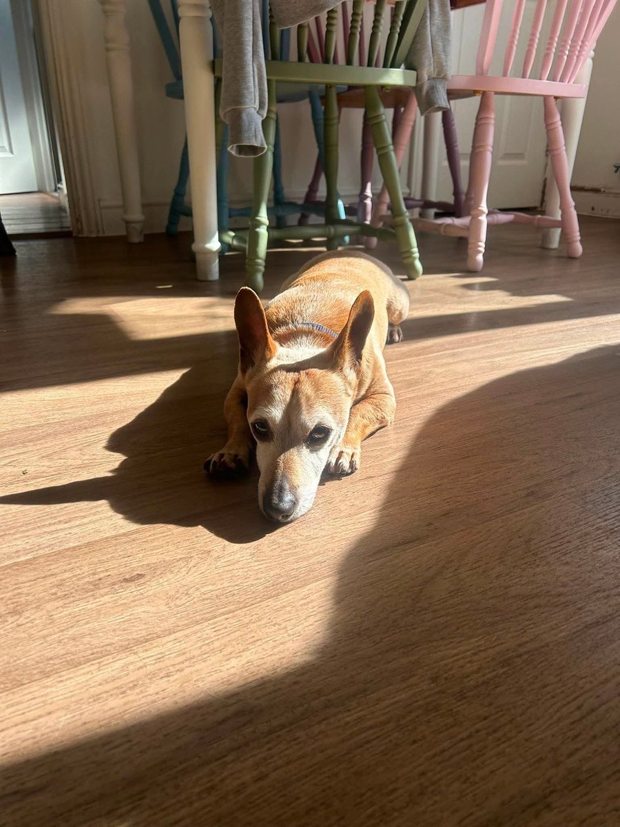 The_Animal_Team's tweet photo. #k9hour CHICO is a 10 year old Jack Russell Terrier cross. He was adopted from Safe Rescue around 4 years ago but has recently been returned to the charity through unforeseen reasons. They were told by his adopters that he was nervous around new people but he settled with his fosterers on the day they brought him home, climbing on to their laps for cuddles & strokes. Chico is currently a little reactive to the other dogs in his foster home but it's thought this is down to a lack of socialisation, & Rescue are working on improving this. However, it's thought he would be better off as an only dog as that is what he is used to. For a 10 year old, he is quite playful & enjoys running around & having fun with his toys, his playful moments are mixed in with plenty of naps. He is both house trained & lead trained, making for an easy addition to a new home. Chico will need adopters with terrier experience in an adult home please. #Watton #Norfolk https://t.co/y7XlCSs2AD #rescuedogsrock #TeamZay