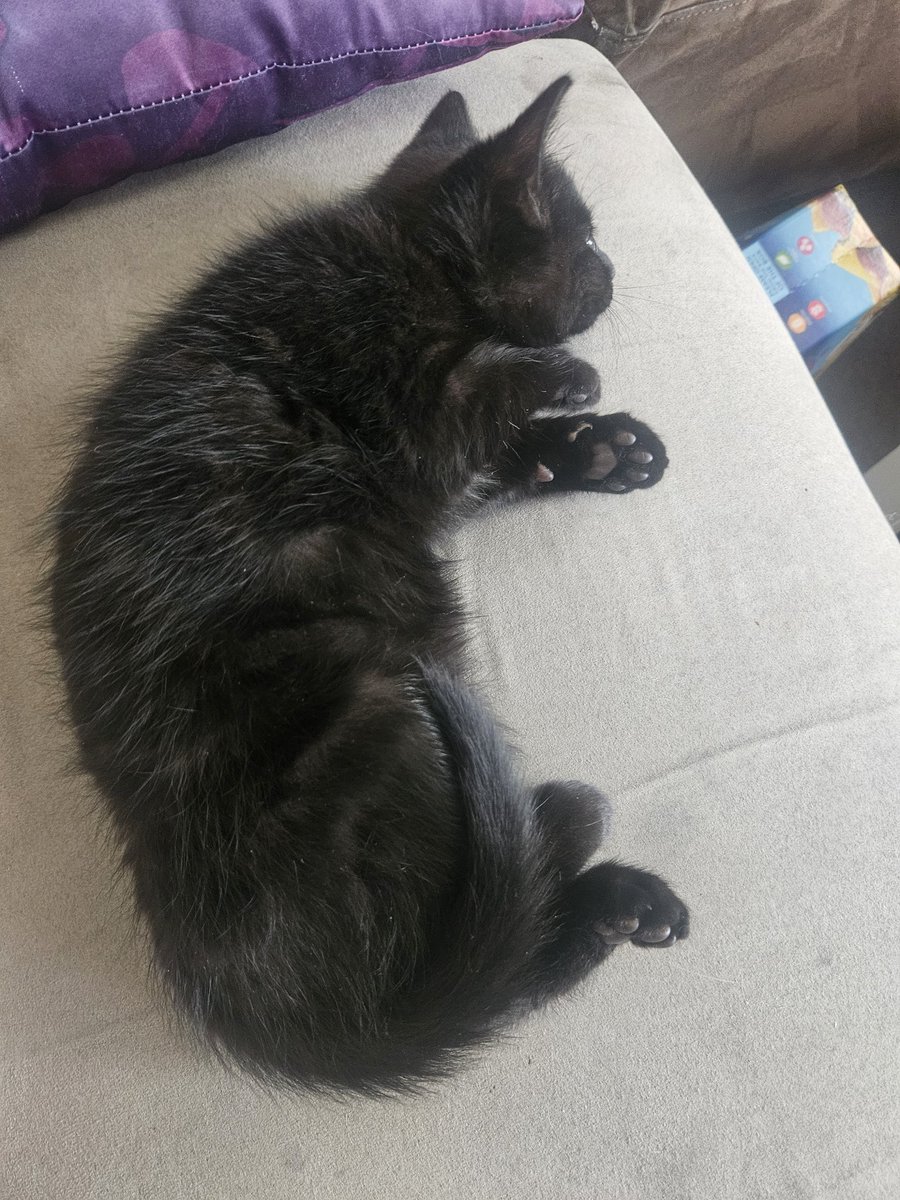 carseatsephrest's tweet photo. Bros posture just like his namesake 😭 https://t.co/Nqkyo3CyZL