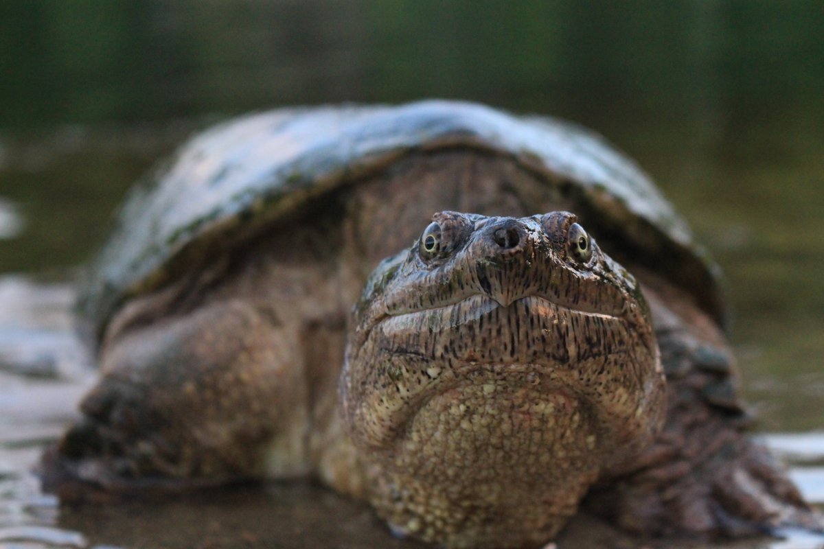 selkirkpp's tweet photo. 🐢 Many Ontario Parks protect rare ecosystems and species at risk. Protecting these spaces means protecting biodiversity and keeping our Earth healthy.🫶

💚 Check out our blog post, Forever Protected, to learn more: https://t.co/HyjLuRrUzj

#OntarioParks #DiscoverOP #SelkirkPP https://t.co/b2e816eKUy