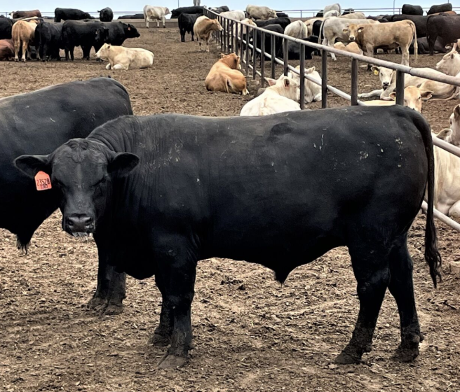 feedlotmagazine's tweet photo. #Heat production has a #positive relationship with feed #intake in #ruminants, and heat production is closely associated with feeding time. #Metabolic heat produced during microbial fermentation, accounts for 3-8% of the total heat production by #cattle.

https://t.co/XwhsEPlPVu https://t.co/qfZOxF8P8j