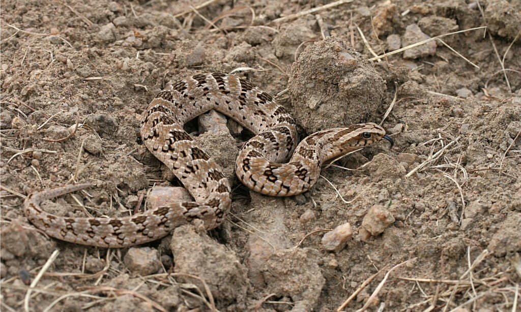 arojinle1's tweet photo. Let me use this opportunity to tell you the difference between non venomous, mildly venomous and highly venomous snakes

Image 1, ball python: No venomous. Even if it bites you, you just need to wash the wound surface and you're good. No pain or swelling 

Image 2, Night adder: Mildly venomous. If it bites, the victim experiences sharp pain, significant swelling and bruising. You mostly need pain killer. Symptoms vanish within days. No antivenom needed.

Image 3, puff adder: Highly venomous. Pain, swelling and many other symptoms, depending on the snake and it is life threatening, without antivenom. This means, it can kill.