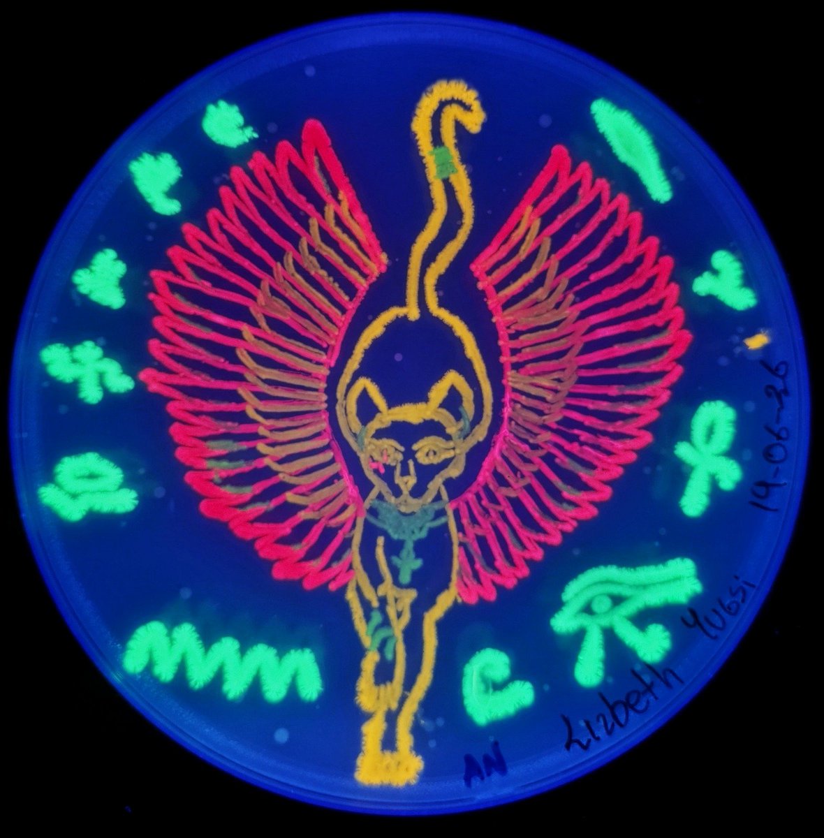 MicrobiotecBM's tweet photo. Some of the most beautiful images created by our students, during the Fifth Microbial Art Workshop held at the @ucatolicacuenca
The images were created using fluorescent E. coli strains developed by @ATinyGreenCell (thanks Sebastian!)
#MicrobeArt #SomosInvestigación #IMiLi https://t.co/veGnJGTtSA