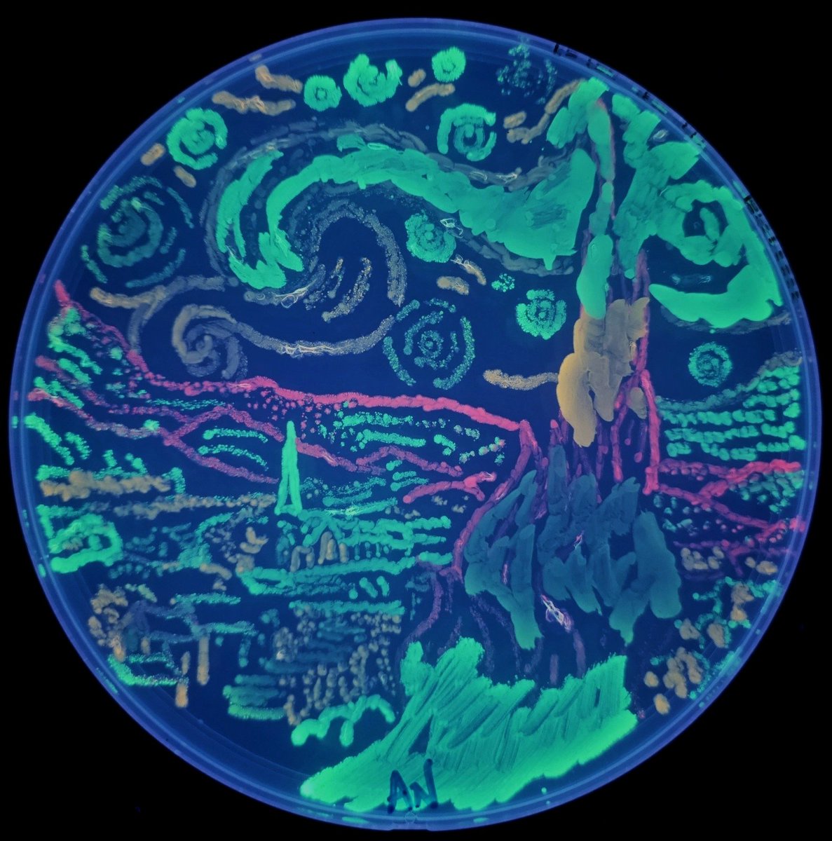 MicrobiotecBM's tweet photo. Some of the most beautiful images created by our students, during the Fifth Microbial Art Workshop held at the @ucatolicacuenca
The images were created using fluorescent E. coli strains developed by @ATinyGreenCell (thanks Sebastian!)
#MicrobeArt #SomosInvestigación #IMiLi https://t.co/veGnJGTtSA