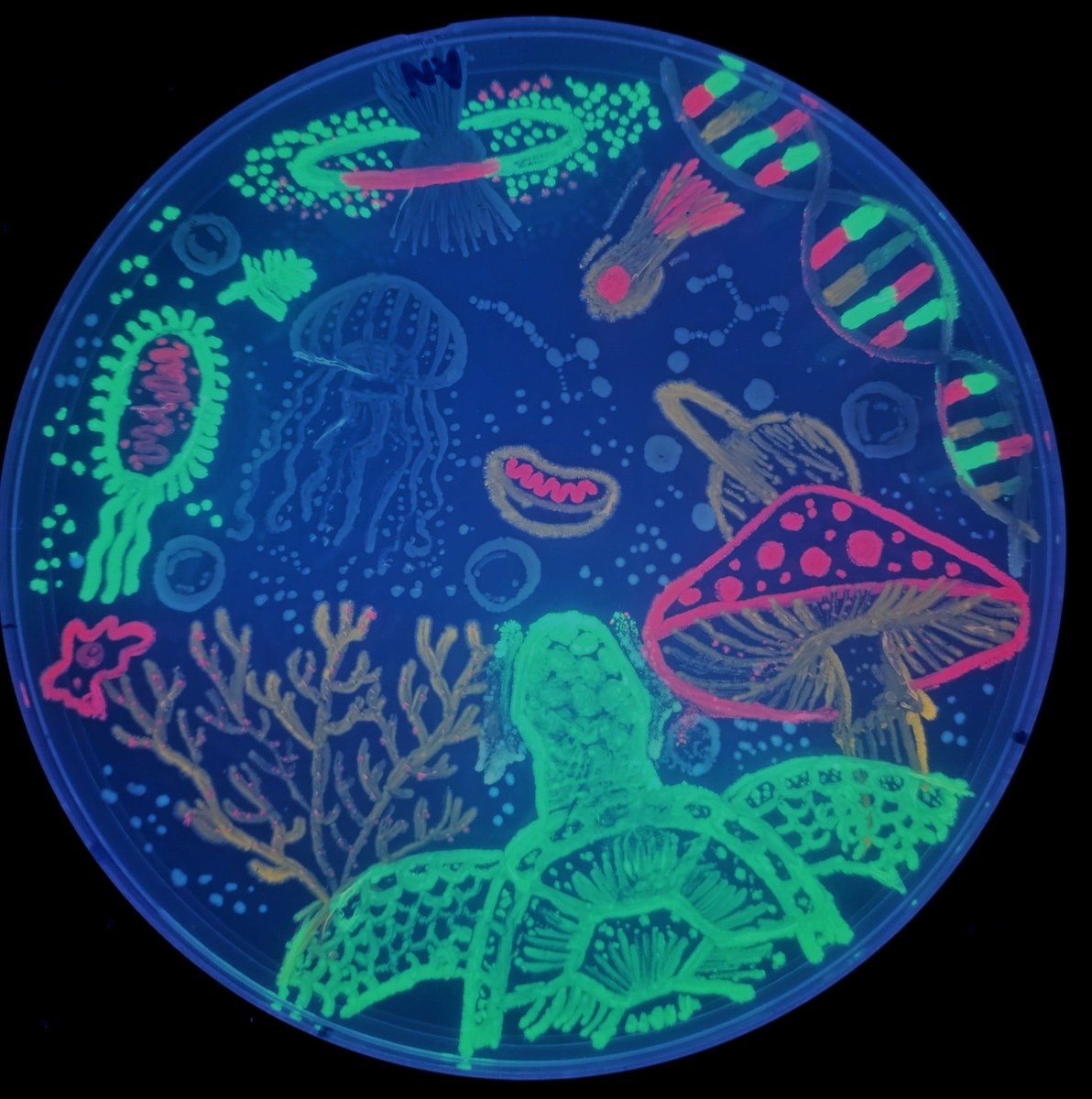 MicrobiotecBM's tweet photo. Some of the most beautiful images created by our students, during the Fifth Microbial Art Workshop held at the @ucatolicacuenca
The images were created using fluorescent E. coli strains developed by @ATinyGreenCell (thanks Sebastian!)
#MicrobeArt #SomosInvestigación #IMiLi https://t.co/veGnJGTtSA