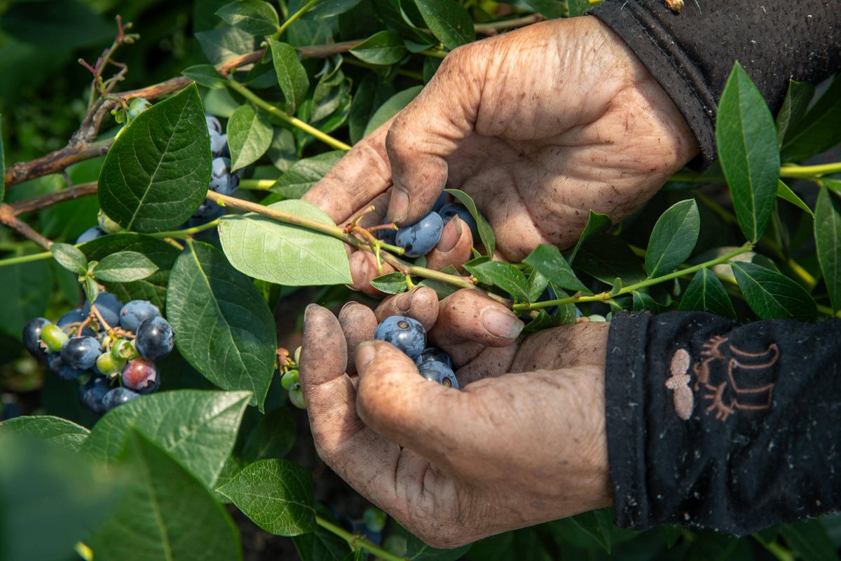 TLGKL1's tweet photo. [This wild blueberry from a local farm is a game-changer! Plump, bursting with natural sweetness u0026 packed with antioxidants—perfect for morning bowls or smoothies. 10/10 would repurchase. #FreshProduce #FoodFind]， https://t.co/8v0yfEEOLP