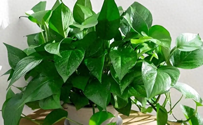 YXe4MoFWGGBlLGy's tweet photo. Your pothos loves bright, indirect light and weekly waterings—wipe its leaves monthly to keep it shiny and pest-free! Small, easy wins for lush indoor greenery. https://t.co/Ydw3nKGgxP