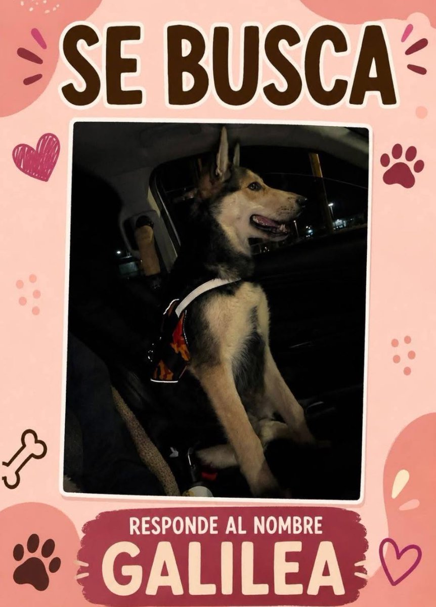 eltuitdemarsh's tweet photo. Buscan a Galilea, perdida desde la intersección de Uruguay con Vicuña Mackenna, Villa La esmeralda en Calama. No llevaba chaleco ni collar. Si alguien la ve, por favor comunicarse al +56944166056. Favor RT!
#Calama https://t.co/GvyWXyDyps