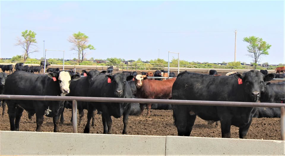 feedlotmagazine's tweet photo. Cooler weather in summer suggests animals would be more comfortable, but wetter years can create more heat stress due to humidity. When temperatures are 3 to 4 degrees below normal, then we could see a 2-3% improvement in feed efficiency.
#FeedlotFactFriday

Source : Terry Mader https://t.co/DkuHHhxpF2