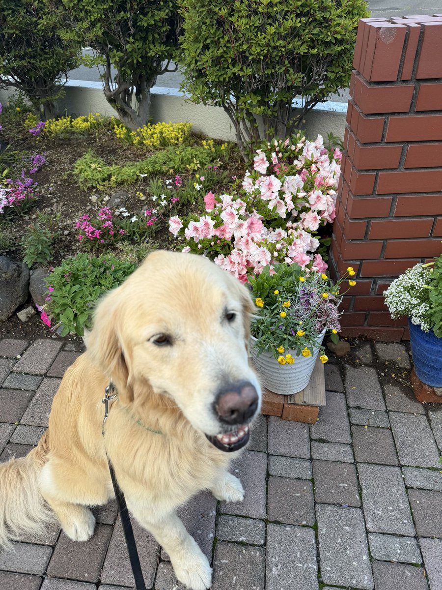tnrocomoco's tweet photo. 低い所に咲くピンクのツツジ🩷
#goldenretriever
#ゴールデンレトリバー https://t.co/BuYQzY8Zsy