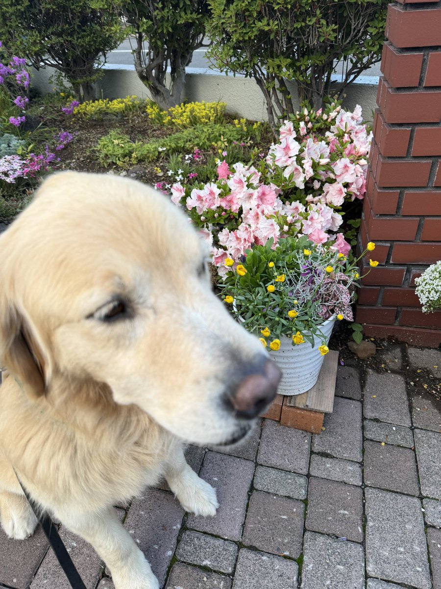 tnrocomoco's tweet photo. 低い所に咲くピンクのツツジ🩷
#goldenretriever
#ゴールデンレトリバー https://t.co/BuYQzY8Zsy