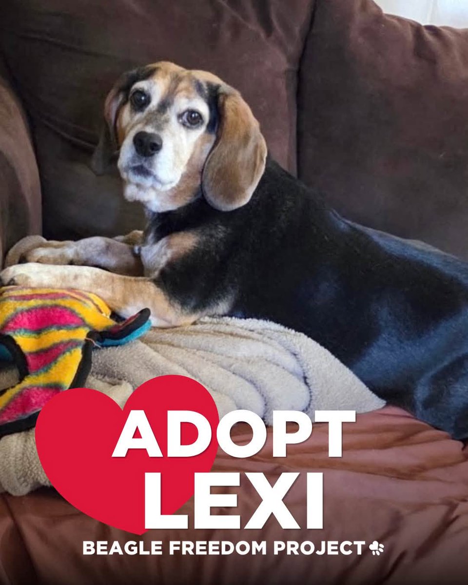 beaglefreedom's tweet photo. Meet Lexi ❤️🐶 

This sweet 7-year-old beagle just wants to be by your side. She's affectionate, loyal, great with kids &amp; other dogs, and full of lovable beagle sass.

Could you be the family she's been waiting for? 🏡

📍Phillipsburg, NJ
Apply: https://t.co/OriWjKb7Wx ✨ https://t.co/jpnysmIK1n