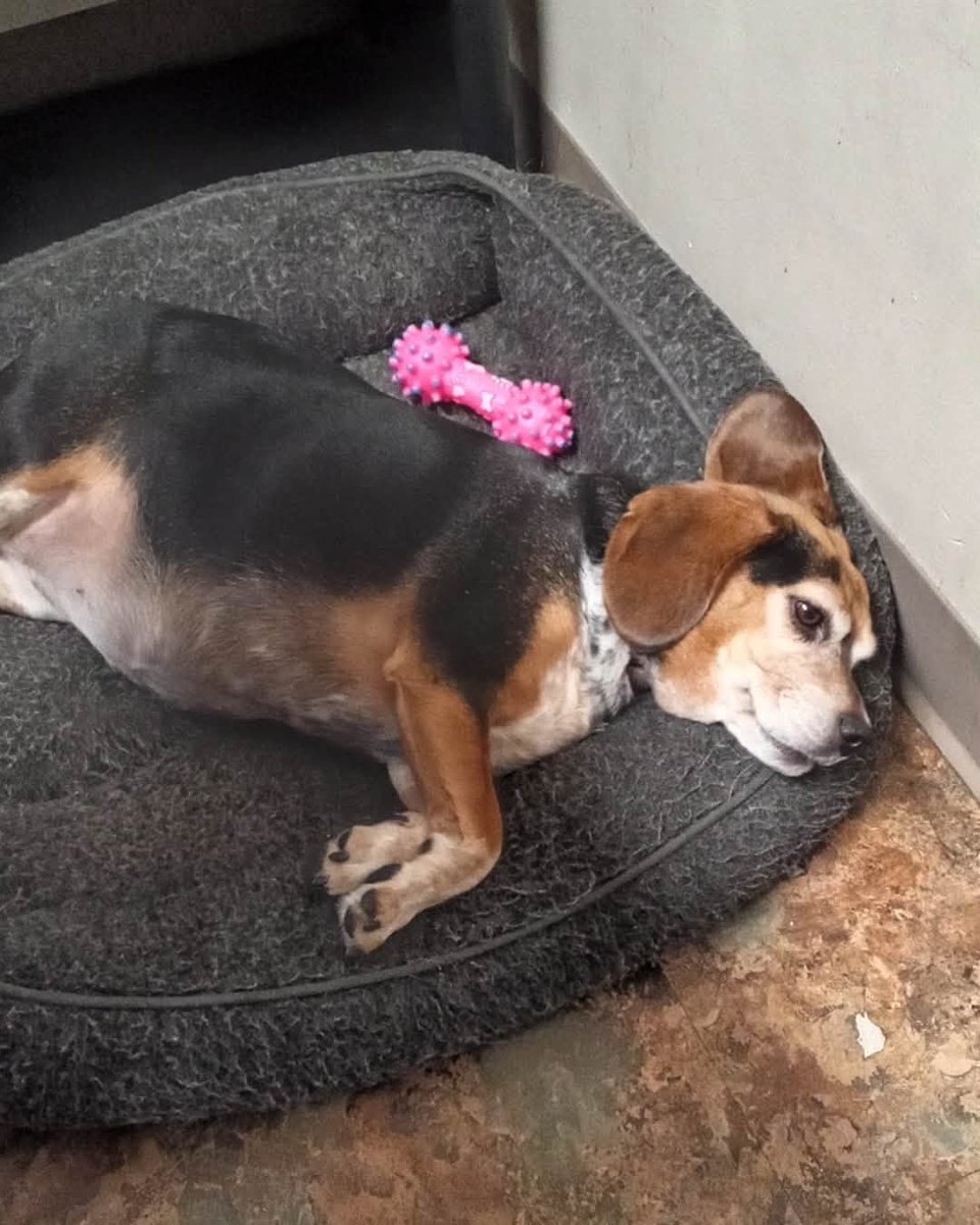beaglefreedom's tweet photo. Meet Lexi ❤️🐶 

This sweet 7-year-old beagle just wants to be by your side. She's affectionate, loyal, great with kids &amp; other dogs, and full of lovable beagle sass.

Could you be the family she's been waiting for? 🏡

📍Phillipsburg, NJ
Apply: https://t.co/OriWjKb7Wx ✨ https://t.co/jpnysmIK1n