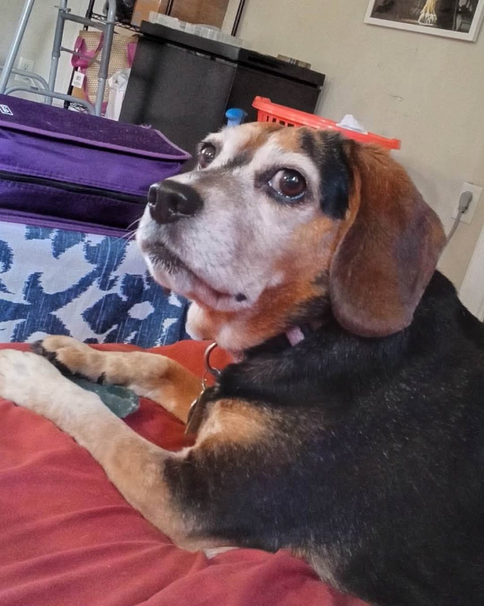 beaglefreedom's tweet photo. Meet Lexi ❤️🐶 

This sweet 7-year-old beagle just wants to be by your side. She's affectionate, loyal, great with kids &amp; other dogs, and full of lovable beagle sass.

Could you be the family she's been waiting for? 🏡

📍Phillipsburg, NJ
Apply: https://t.co/OriWjKb7Wx ✨ https://t.co/jpnysmIK1n