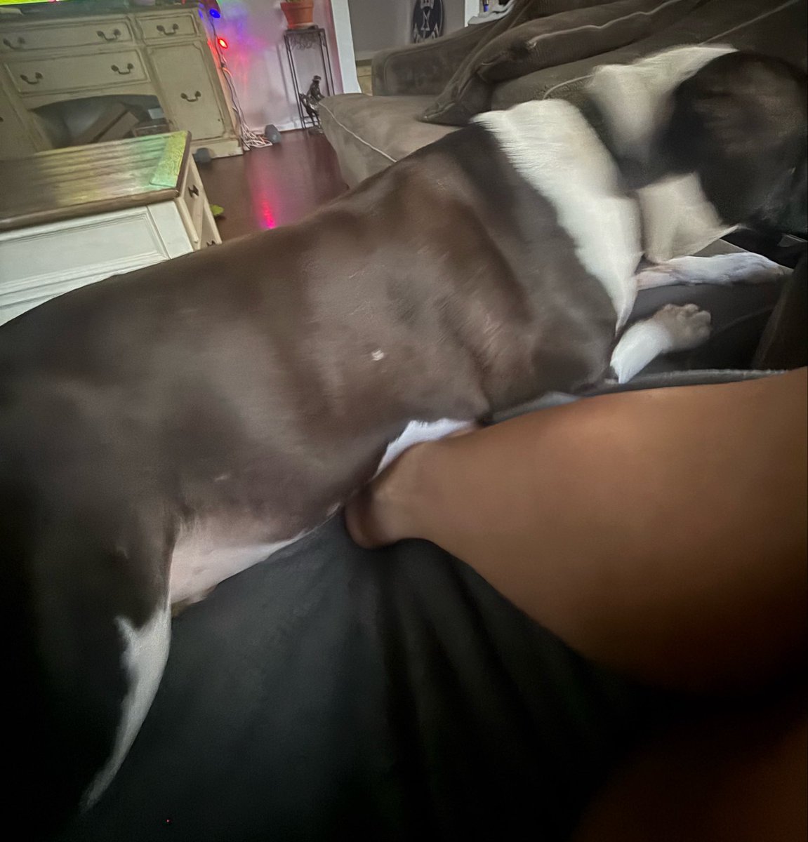 CynthiaCameroo's tweet photo. Join the Savage Society🐶😜🥵...
https://t.co/yhrsHebUSj…

 #zoosarevalid #beastiality #dogknot #zooprideisvalid #zoophile #antizoo #antizoophileantizoo #k9girl
#zoopride
#zoophilepride #zoopositivity #Bestiality #hypnotistsappho #Grace #zoophillia #dogloverspress https://t.co/nOfa4viCMn