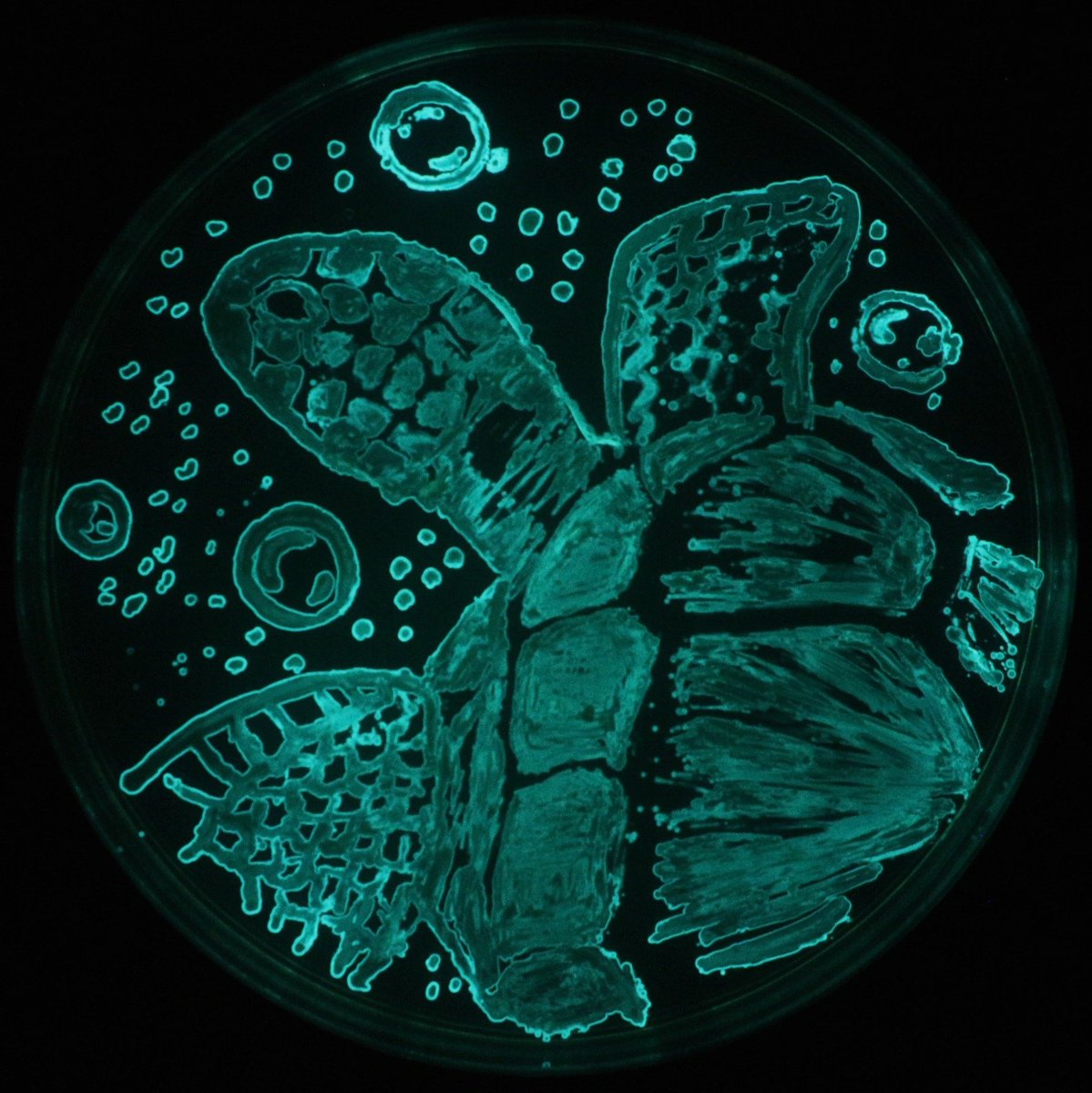 MicrobiotecBM's tweet photo. Amazing Lux Art images created by our students, during the 5th Microbial Art Workshop at the @ucatolicacuenca
For this activity, we followed the steps of @markowenmartin and the #IMiLi proposals. We used P. leiognathi KNH6 kindly provided by @markjmandel 
#MicrobeArt https://t.co/AaRIfDbvPu
