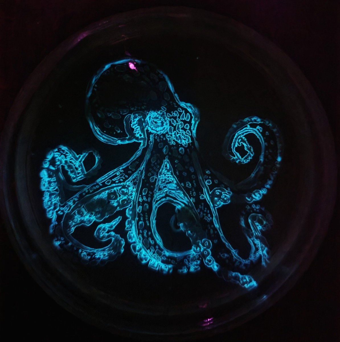 MicrobiotecBM's tweet photo. Amazing Lux Art images created by our students, during the 5th Microbial Art Workshop at the @ucatolicacuenca
For this activity, we followed the steps of @markowenmartin and the #IMiLi proposals. We used P. leiognathi KNH6 kindly provided by @markjmandel 
#MicrobeArt https://t.co/AaRIfDbvPu