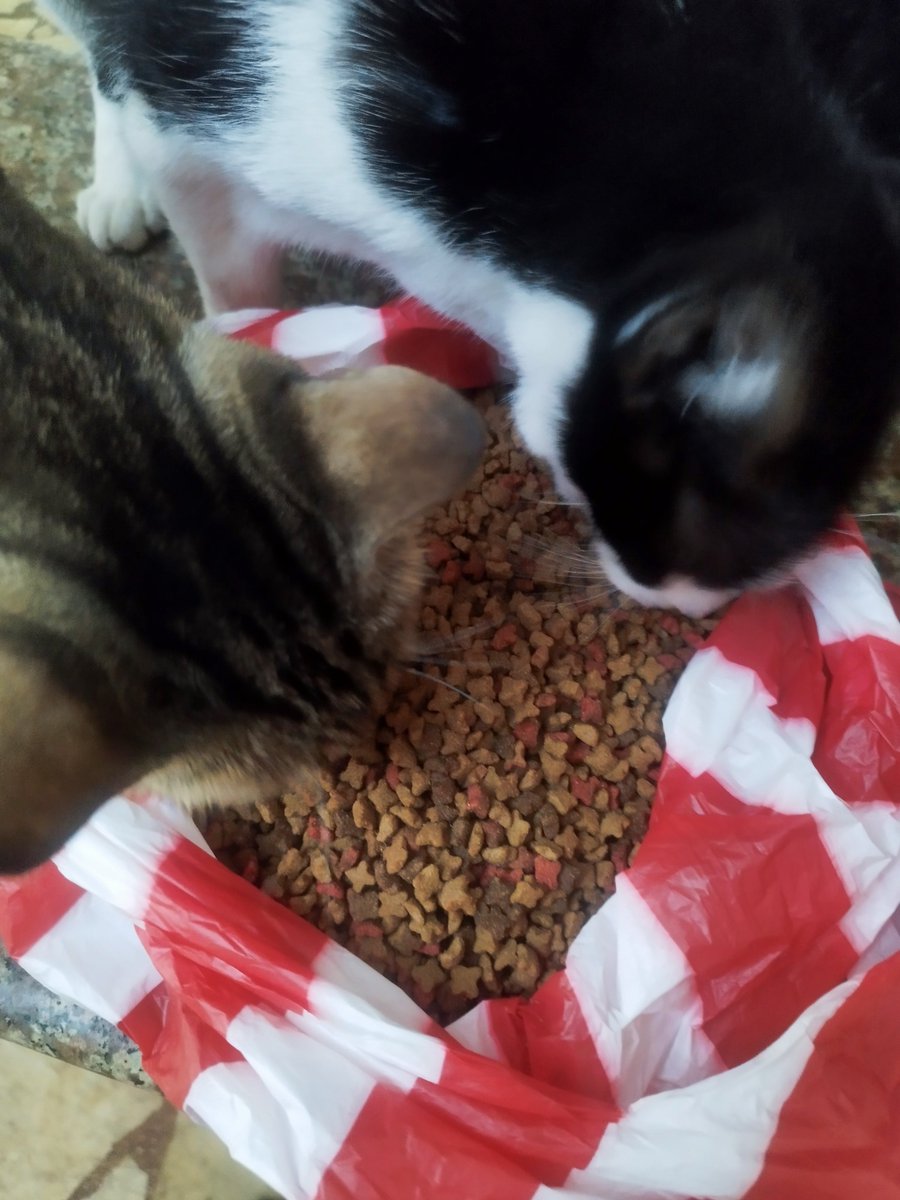 LosGatosDeBell's tweet photo. Mis muchachos comieron hoy y tendrán para la noche gracias a #cynthiaJ
Muchas gracias, mis rescatados no habían comido desde ayer.
Amigos por favor donen alimento para gatos mis ancianitos y mis muchachos no tendrán nada para mañana 😭 https://t.co/MIYjFY7Tmg