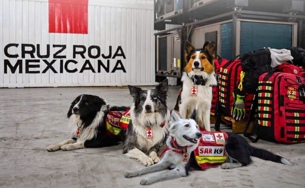 ElDictamen's tweet photo. #Nacional México despliega 18 binomios caninos para apoyar labores de rescate en Venezuela.
https://t.co/Wyt0vf7EuW https://t.co/G0Uo4T84AP