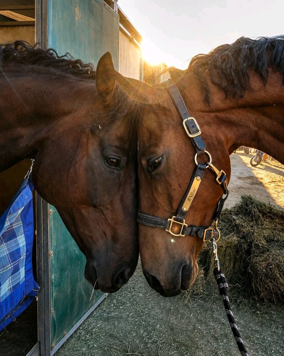 Hana_b30's tweet photo. These two horses were born together and spent their early days side by side. After being separated for several months, they finally saw each other again at the stables.
Instead of running or making a sound, they simply rested their heads together as if no time had passed at all. ❤️