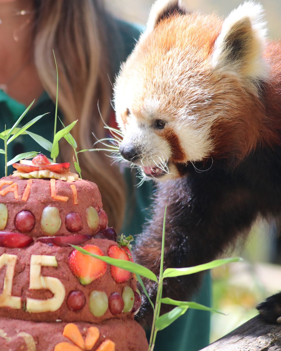 CornishParadise's tweet photo. Yesterday we wished a happy 15th birthday to our wonderful Red Panda Jai-Li - In the main photo, Keepers Caitlin, Lauren and Amy present Jai-Li with her awesome cake! 😀 https://t.co/vRUEF6FJeQ