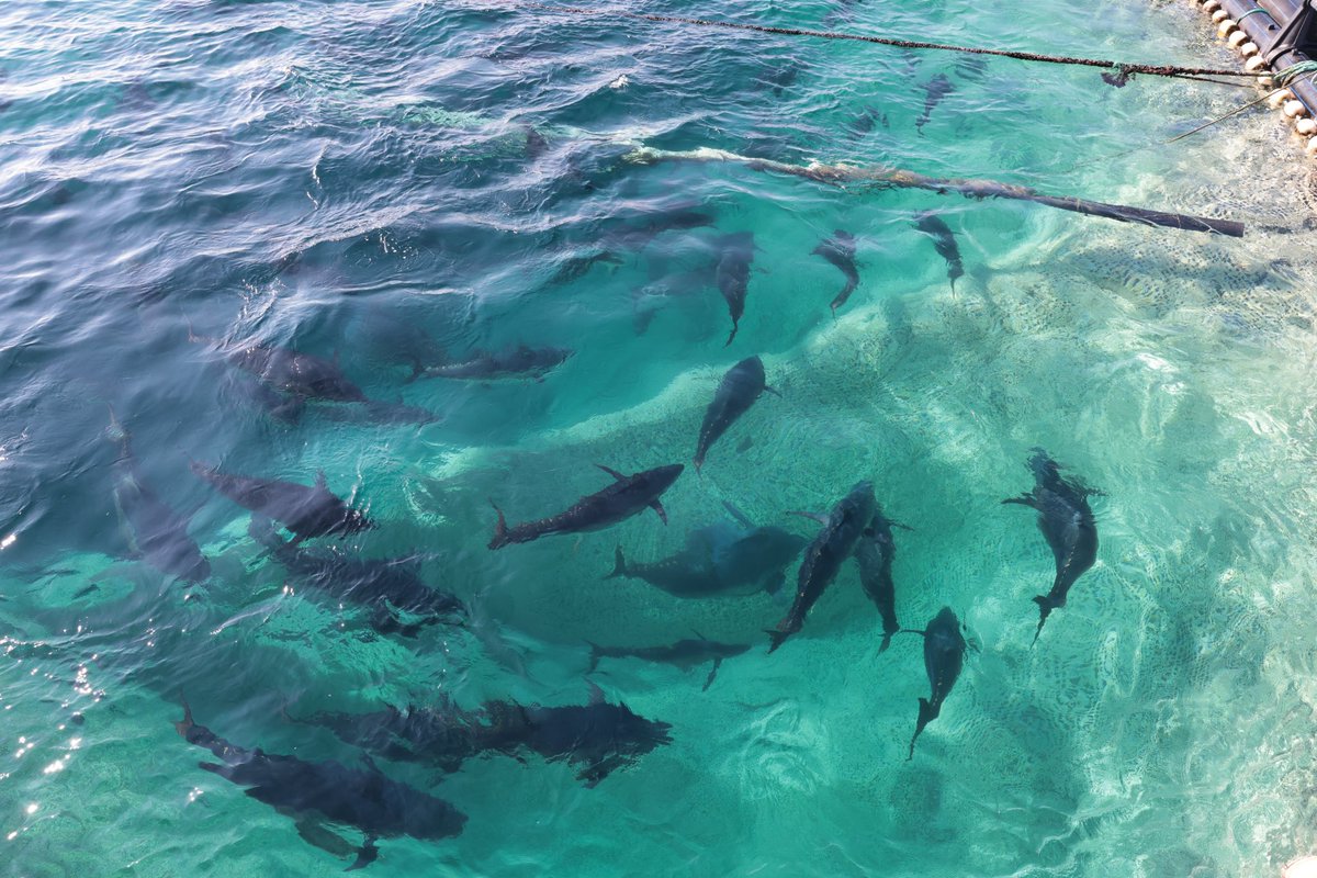 bsgmtr's tweet photo. 🐟Mavi yüzgeçli orkinos av sezonu başarıyla tamamlandı.

🗓️15 Mayıs’ta başlayan mavi yüzgeçli orkinos av sezonu, Bakanlığımızın koordinasyonunda yürütülen başarılı planlama ve uygulamalar sonucunda, 16 Haziran’da tahsis edilen av kotasının tamamının kullanılmasıyla sona erdi.

🚩Bu yıl ülkemizin kotası %20 artırılarak 3.095 tona çıkarıldı. Buna ilave olarak, Moritanya’dan devralınan 55 tonluk kota ile Suriye ile yürütülen ortak avcılık kapsamında elde edilen miktarın da katkısıyla, toplam 3.361 ton mavi yüzgeçli orkinos avlandı.

📈Böylece, ihracata, istihdama ve su ürünleri sektörüne önemli katkı sağlayan mavi yüzgeçli orkinos av sezonu, tüm paydaşlarımızın iş birliği ve koordinasyonu sayesinde başarıyla tamamlanmış oldu.

#ıccat #atlanticbluefintuna

@TCTarim