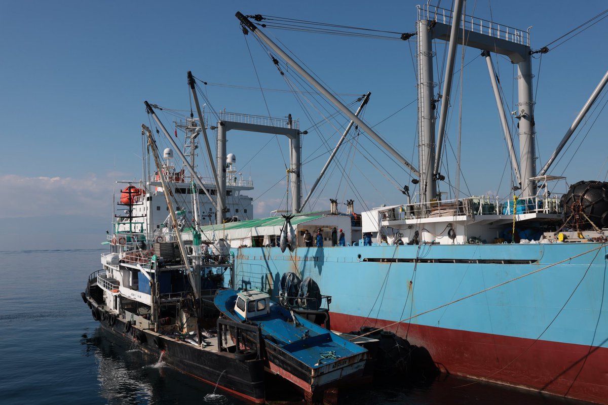bsgmtr's tweet photo. 🐟Mavi yüzgeçli orkinos av sezonu başarıyla tamamlandı.

🗓️15 Mayıs’ta başlayan mavi yüzgeçli orkinos av sezonu, Bakanlığımızın koordinasyonunda yürütülen başarılı planlama ve uygulamalar sonucunda, 16 Haziran’da tahsis edilen av kotasının tamamının kullanılmasıyla sona erdi.

🚩Bu yıl ülkemizin kotası %20 artırılarak 3.095 tona çıkarıldı. Buna ilave olarak, Moritanya’dan devralınan 55 tonluk kota ile Suriye ile yürütülen ortak avcılık kapsamında elde edilen miktarın da katkısıyla, toplam 3.361 ton mavi yüzgeçli orkinos avlandı.

📈Böylece, ihracata, istihdama ve su ürünleri sektörüne önemli katkı sağlayan mavi yüzgeçli orkinos av sezonu, tüm paydaşlarımızın iş birliği ve koordinasyonu sayesinde başarıyla tamamlanmış oldu.

#ıccat #atlanticbluefintuna

@TCTarim