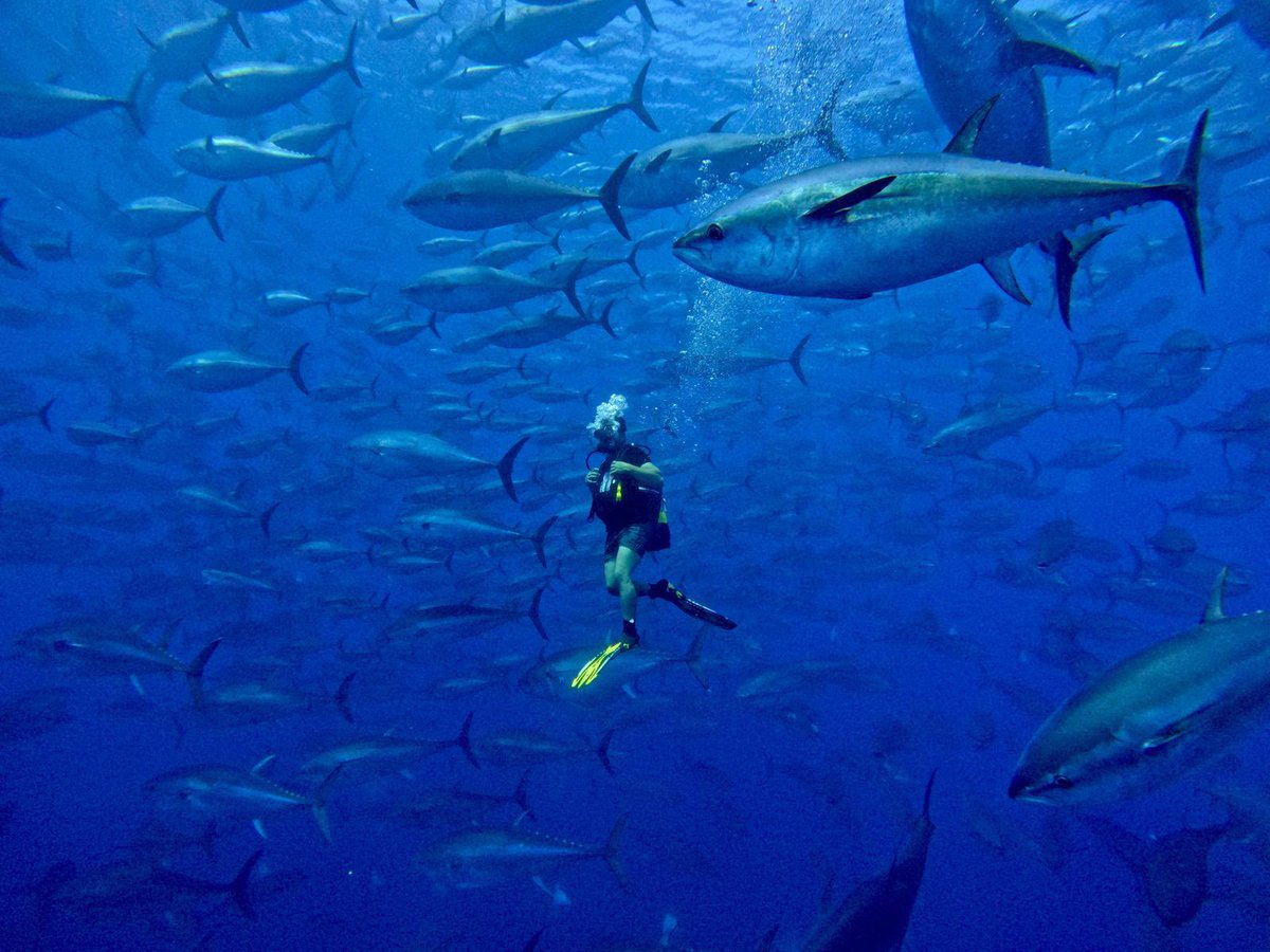 bsgmtr's tweet photo. 🐟Mavi yüzgeçli orkinos av sezonu başarıyla tamamlandı.

🗓️15 Mayıs’ta başlayan mavi yüzgeçli orkinos av sezonu, Bakanlığımızın koordinasyonunda yürütülen başarılı planlama ve uygulamalar sonucunda, 16 Haziran’da tahsis edilen av kotasının tamamının kullanılmasıyla sona erdi.

🚩Bu yıl ülkemizin kotası %20 artırılarak 3.095 tona çıkarıldı. Buna ilave olarak, Moritanya’dan devralınan 55 tonluk kota ile Suriye ile yürütülen ortak avcılık kapsamında elde edilen miktarın da katkısıyla, toplam 3.361 ton mavi yüzgeçli orkinos avlandı.

📈Böylece, ihracata, istihdama ve su ürünleri sektörüne önemli katkı sağlayan mavi yüzgeçli orkinos av sezonu, tüm paydaşlarımızın iş birliği ve koordinasyonu sayesinde başarıyla tamamlanmış oldu.

#ıccat #atlanticbluefintuna

@TCTarim