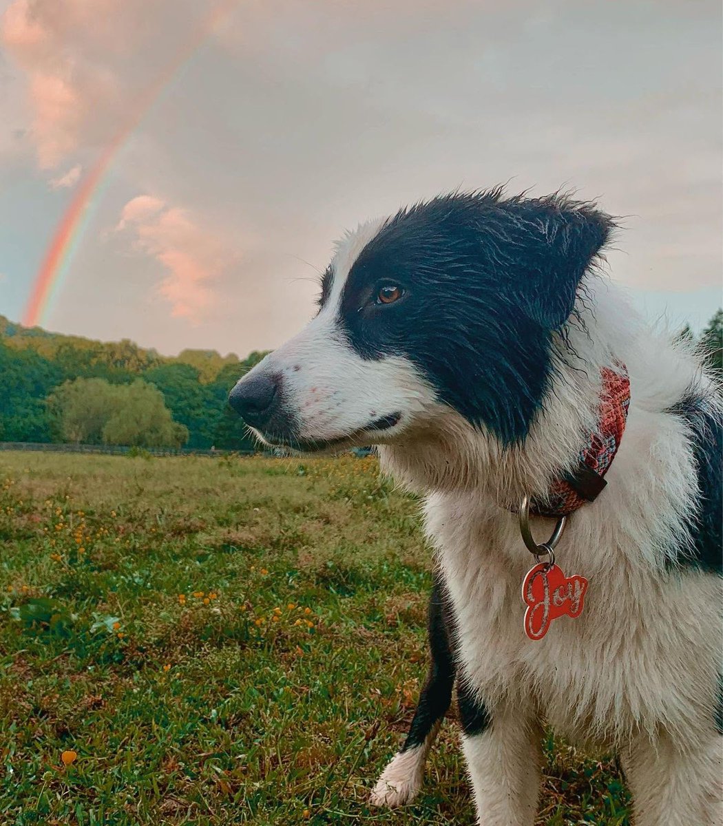 Dexerto's tweet photo. A dog named Joy sacrificed herself to save her family from a fire that destroyed their home and everything inside

She began barking loudly as the fire spread, and a GoFundMe has raised nearly $55,000 to help them rebuild https://t.co/JRpiG3A6iH