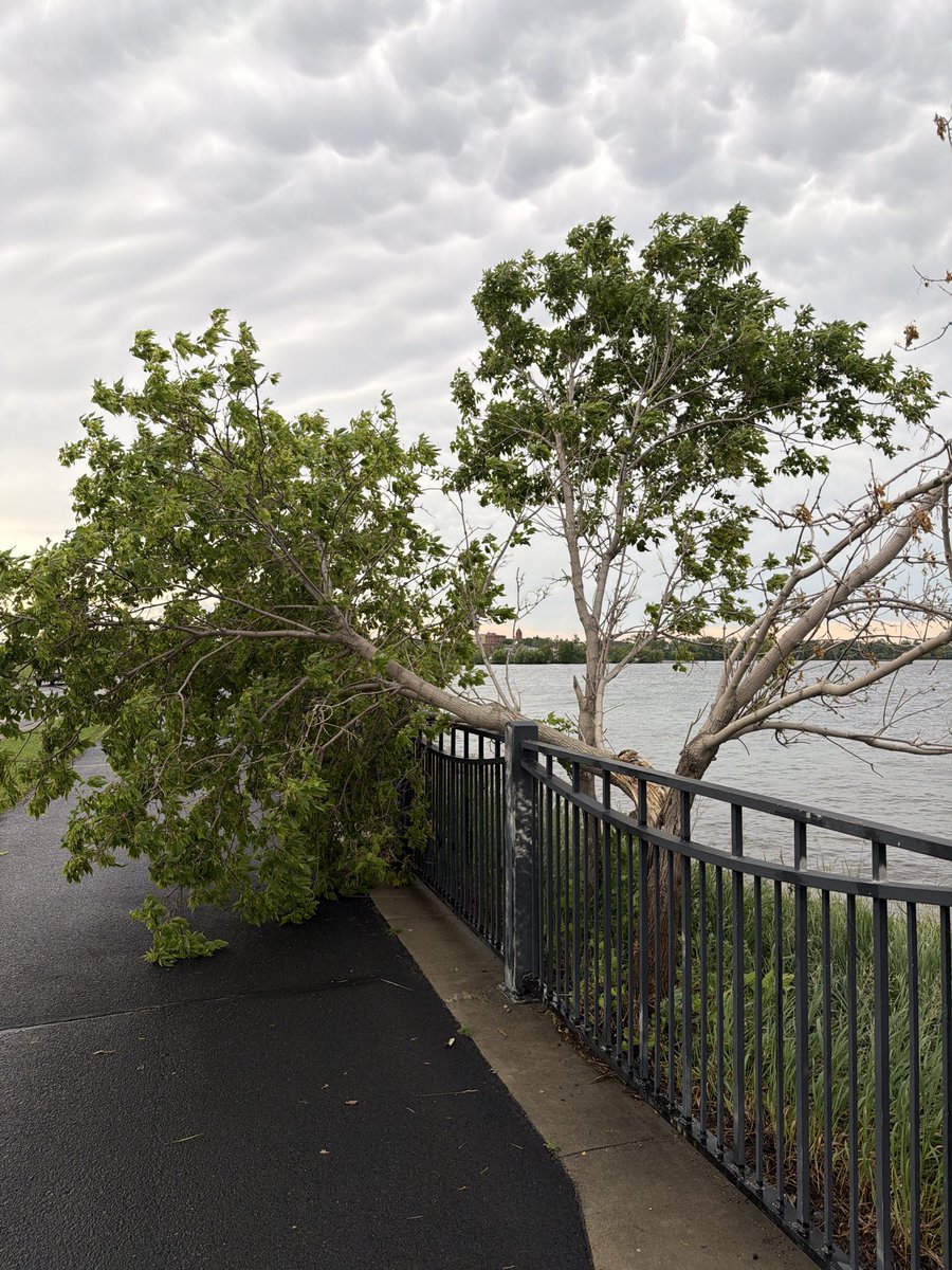 saabzer0's tweet photo. @NWSGrandForks Wind damage in bemidji. 2 downed trees and a few medium size branches, event tent destroyed. https://t.co/nP6qc58DZZ