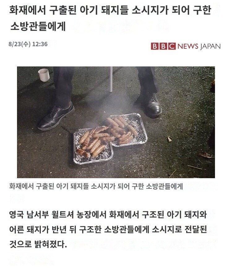 thinkingtree413's tweet photo. 구해준 소방관들에게 은혜를 갚은 돼지들 https://t.co/0vQjC7HkG3