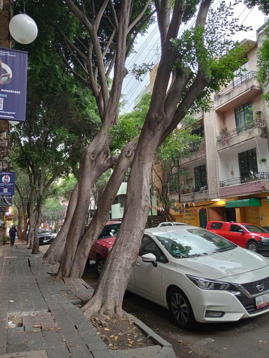 LaColoniaJuarez's tweet photo. ¿Qué sucede en la @DTJSR_Cuauh?
Por favor, @AlcCuauhtemocMx, avisen si la Coordinación está acéfala o de plano quien quedó a cargo NO atenderá las solicitudes que tenemos como vecinos. 
Ejemplo:
1️⃣ Árboles casi A PUNTO DE CAER con las lluvias. 
📍Milán #41, #ColoniaJuarez. https://t.co/2dCUJMVElR