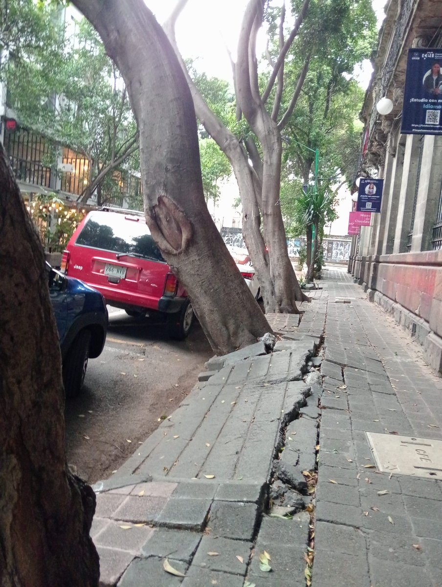 LaColoniaJuarez's tweet photo. ¿Qué sucede en la @DTJSR_Cuauh?
Por favor, @AlcCuauhtemocMx, avisen si la Coordinación está acéfala o de plano quien quedó a cargo NO atenderá las solicitudes que tenemos como vecinos. 
Ejemplo:
1️⃣ Árboles casi A PUNTO DE CAER con las lluvias. 
📍Milán #41, #ColoniaJuarez. https://t.co/2dCUJMVElR