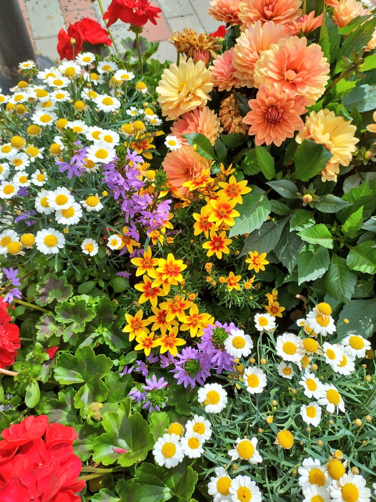 paivifav's tweet photo. Kukkien upealla värikimaralla iso ilo ja kesäolo ohikulkijalle! #Juva #Summer #Flowers #Colours https://t.co/04noUqKXxJ