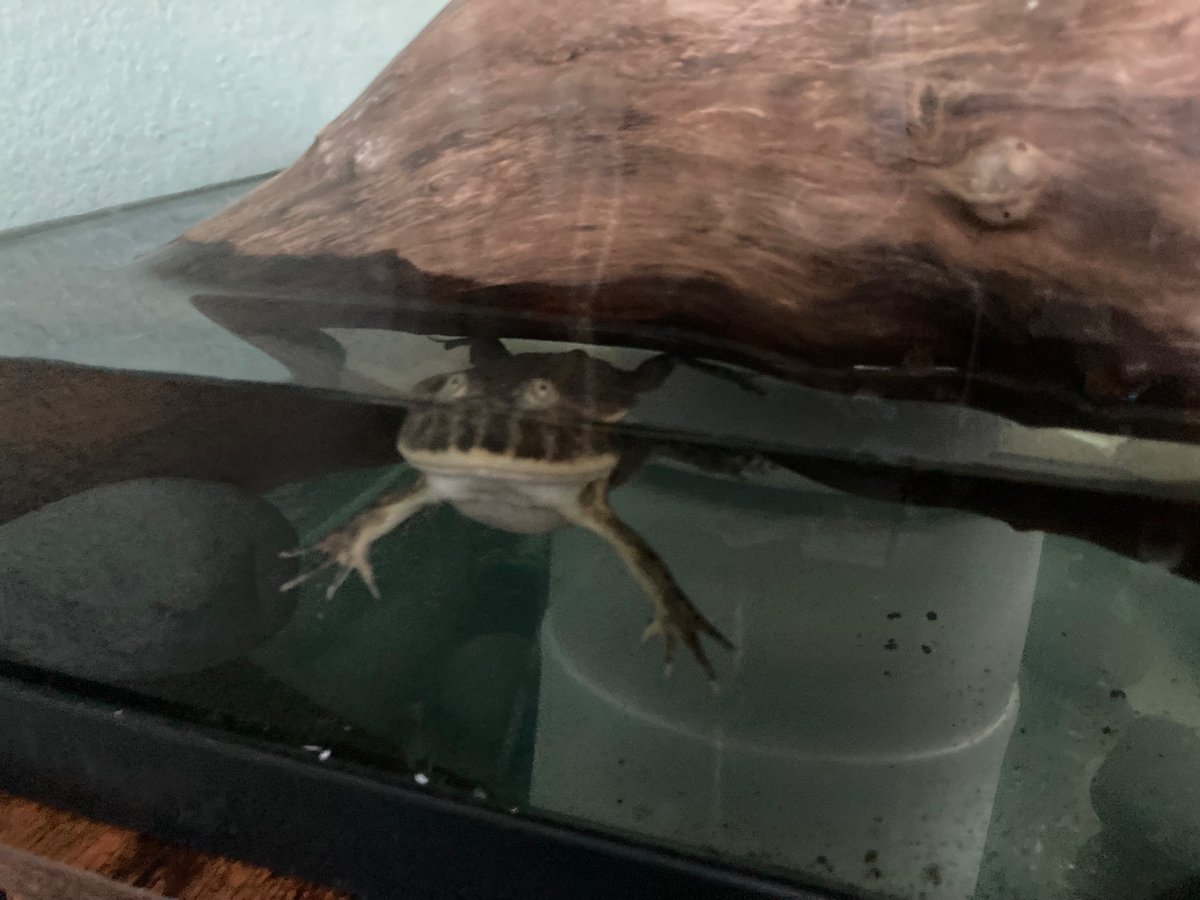 Chuch's Mediocre Frog Blog tweet media