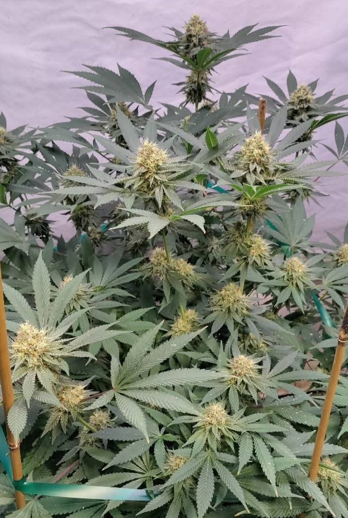 kindbreeder's tweet photo. Kind'z Geneticz "Rebellion-Ade"((Gelonade x Vitamin Z) x Eastern Rebellion), grown by Charles G. and shared with us via Facebook. 

DM for more info about our No Fee/No Interest/No minimum Layaway option for preorders for our Sept. 1st Photo Fem drop. https://t.co/MBAl6RtZWP