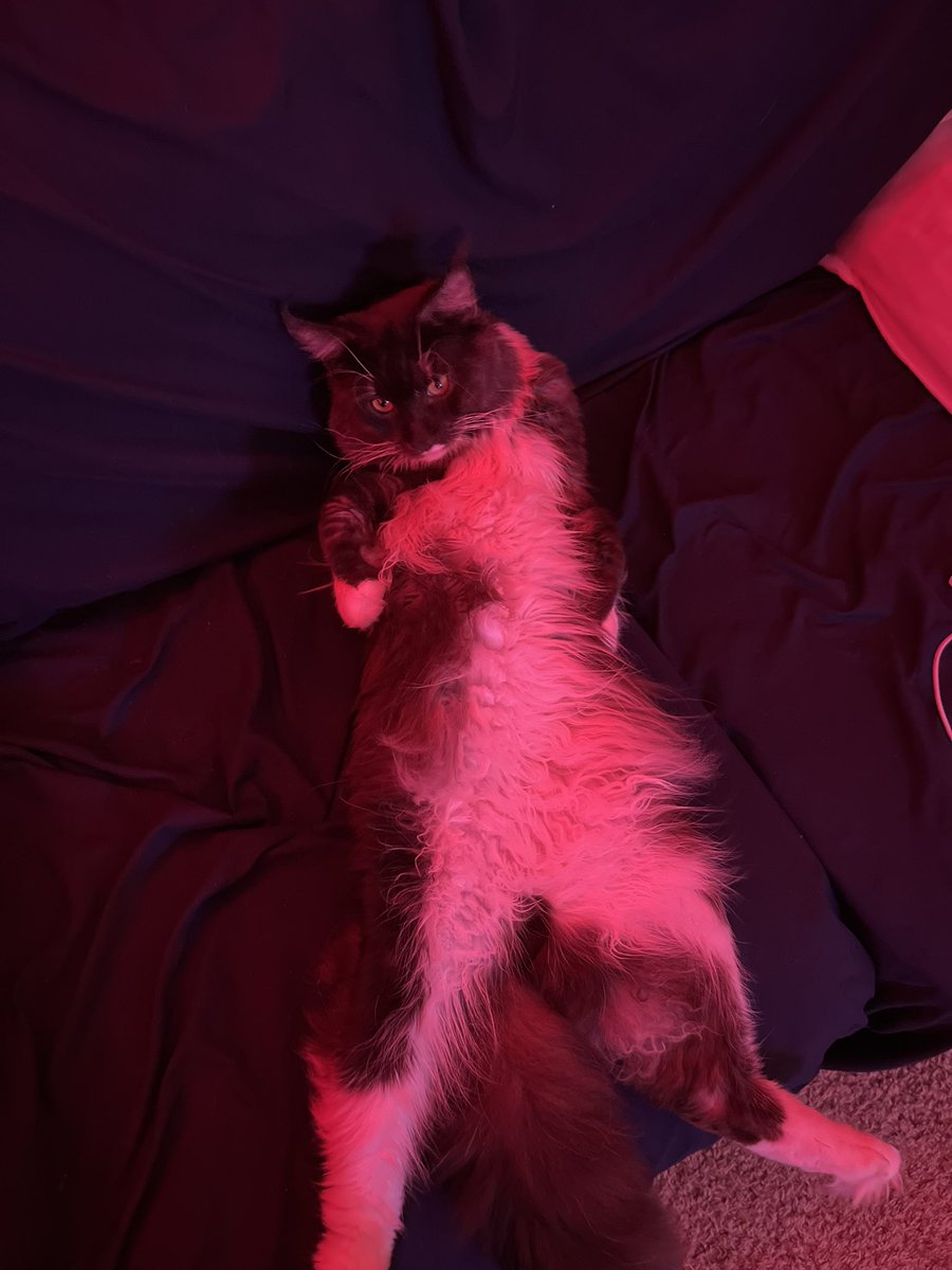 PastTurnip42938's tweet photo. @pillowdearASMR My maine coon (he’s evil) https://t.co/tTHnXLtbs9