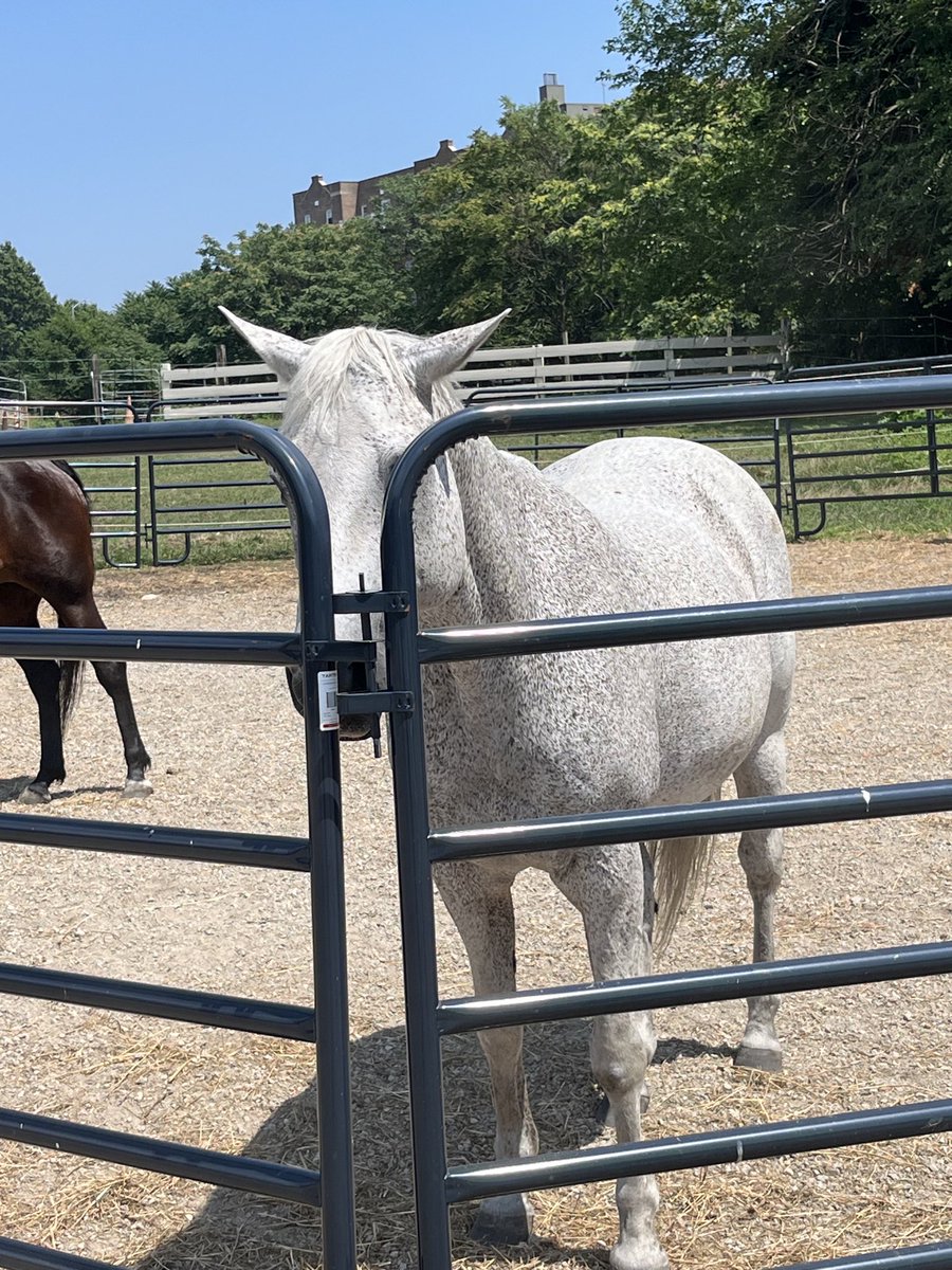 DGLebowitz's tweet photo. Scenes from Sunrise Stables. https://t.co/zwzKHYwy2U